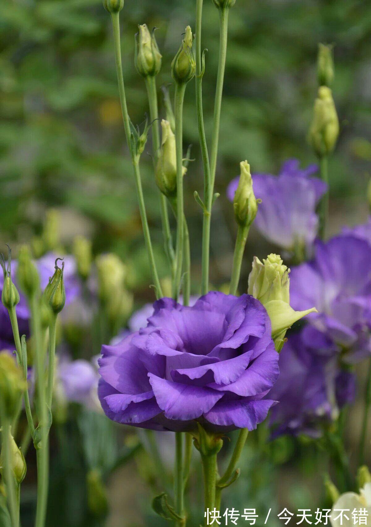 养花试试这几款,花色清新淡雅,养在家中,可以让家中高雅温馨
