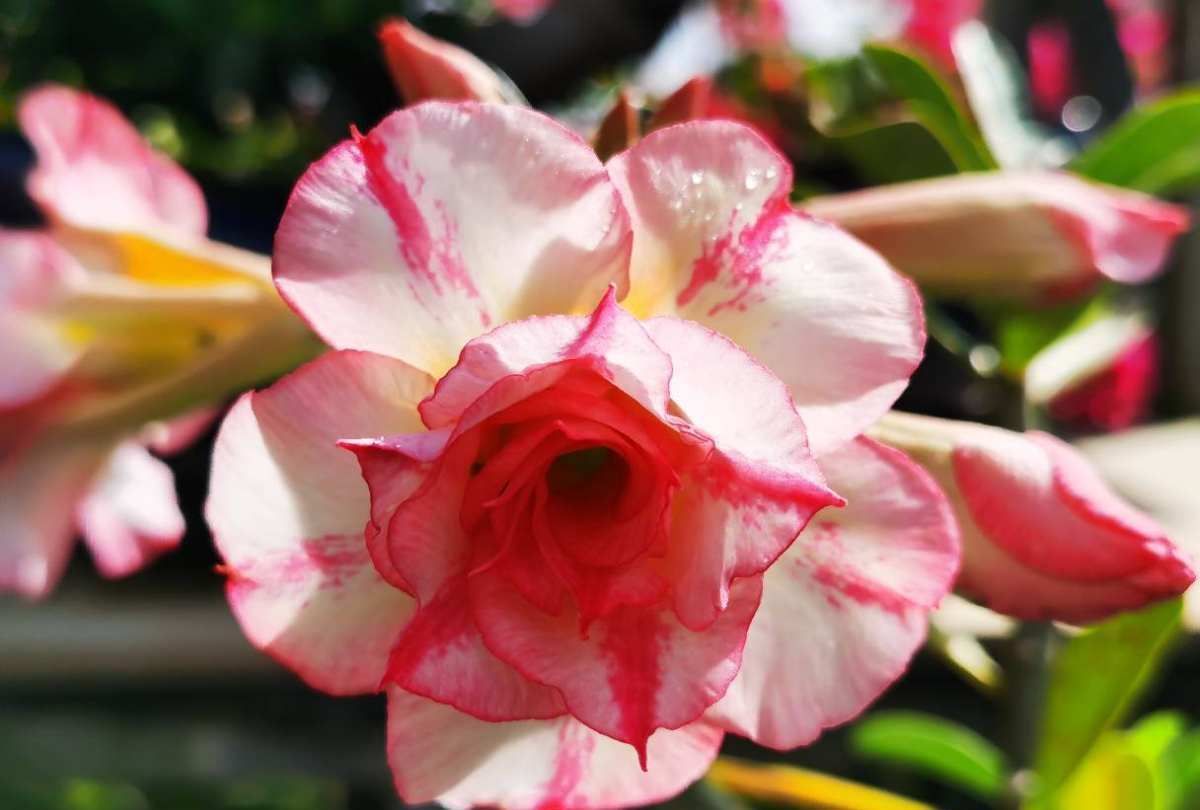需要“干养”的花几种花，不怎么喜水，否则全都烂根了