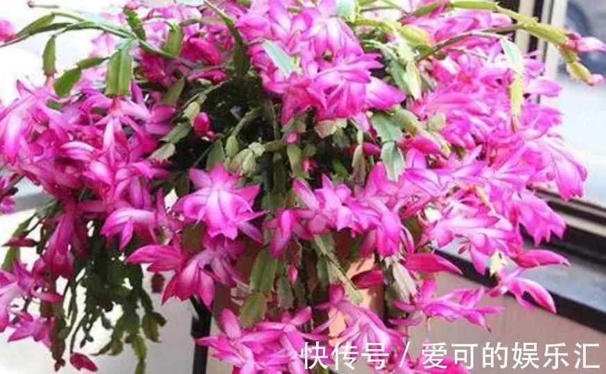 鸡蛋壳|家里的2种垃圾别丢了,用来养蟹爪兰,秋冬开花多更艳丽