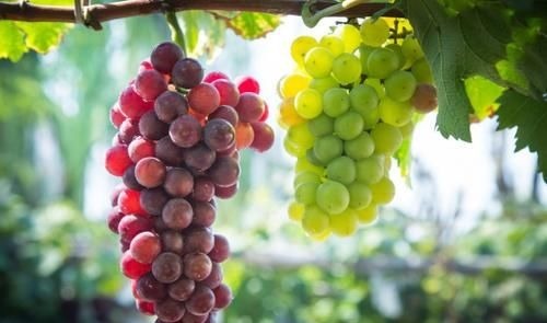 结节|患上甲状腺结节不能吃葡萄?医生:结节想消散,3种水果要远离