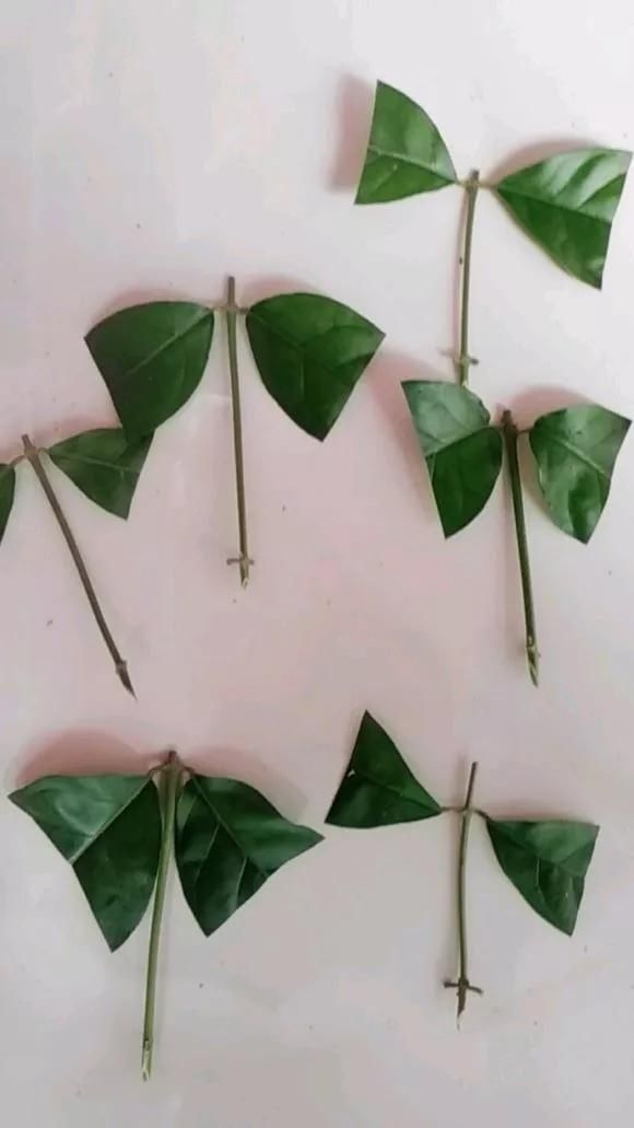 趁天|4种“残花梗”,趁天热赶紧剪,插土里10天生根,很快爆芽