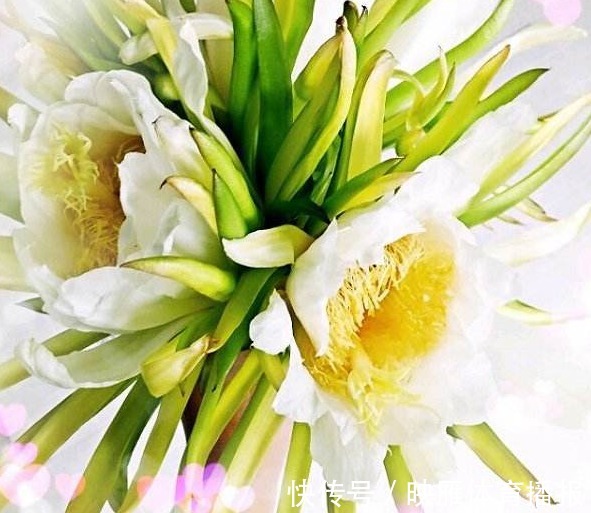 咳嗽|咳嗽总不好,路边的野花随手摘回家泡水喝,润肺止咳,整年少生病