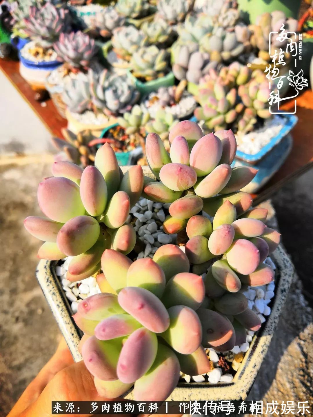 何以解忧，唯有多肉！目光所及，皆是喜欢！