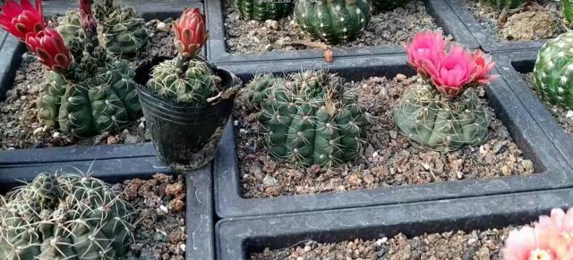 仙人球中的开花“战斗鸡”,5块钱一盆,四季开花不停,值的拥有