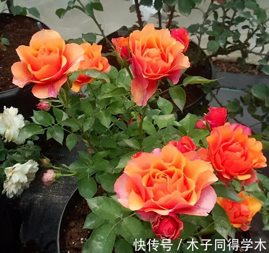 花友|月季花夏天扦插难成活?教你1种方法,成活率高达95%以上