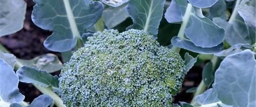 硫氰酸盐|有甲状腺结节,4物快拉入黑名单,常喝天然散结水,结节或消得快