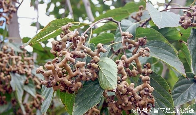 李时珍说它“去膈上热,润五脏”,长在路边无人识,可惜了