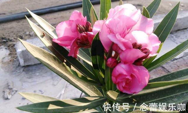 水仙花|8种常见“有毒花”,小心误买回家,家里有小孩要谨慎,安全第一