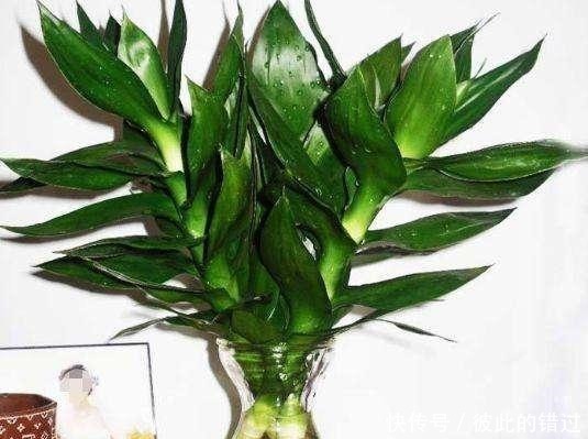 富贵竹黄叶、不生根10天一滴“酸水”扭转乾坤,叶子翠绿一倍!