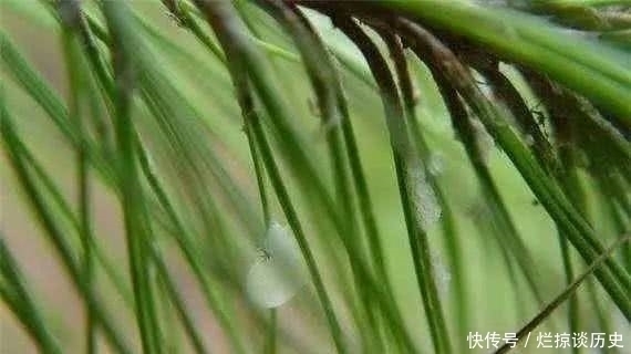 白糖|农村的天然白糖，就长在松树上，还能治病，是个啥？