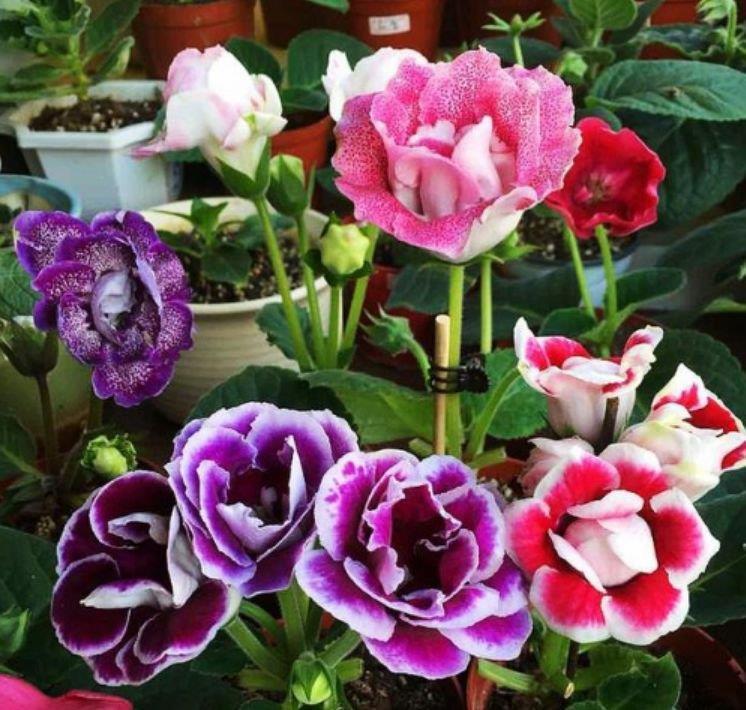 4种花养家里,好打理,易爆盆,花开不断,还能旺财