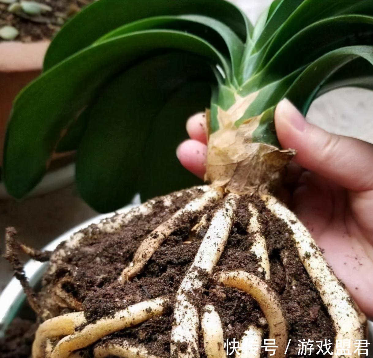 特爱“吃土”的8种花,该换盆时就换盆,别偷懒