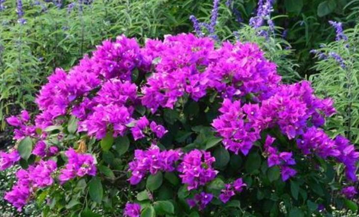 养6种花怕水多,烂根又烂叶,水少长势旺,开花开得多