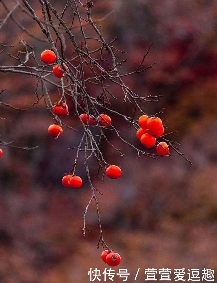庭院种什么树最吉利,还好看?