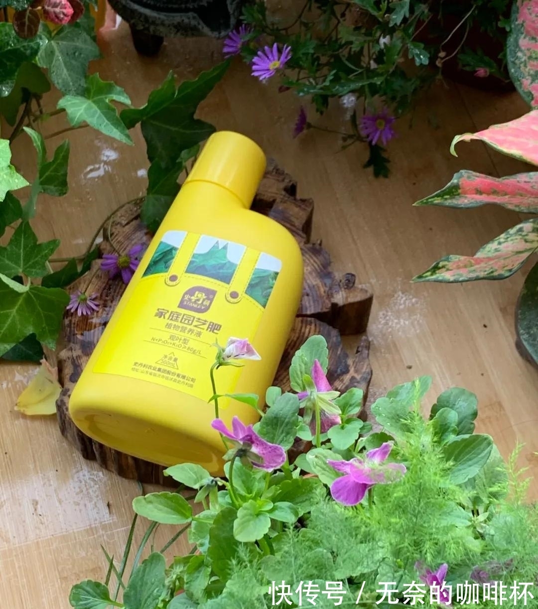 黄叶|小文竹养成大文竹,只需这3招,很快就能变成大森林