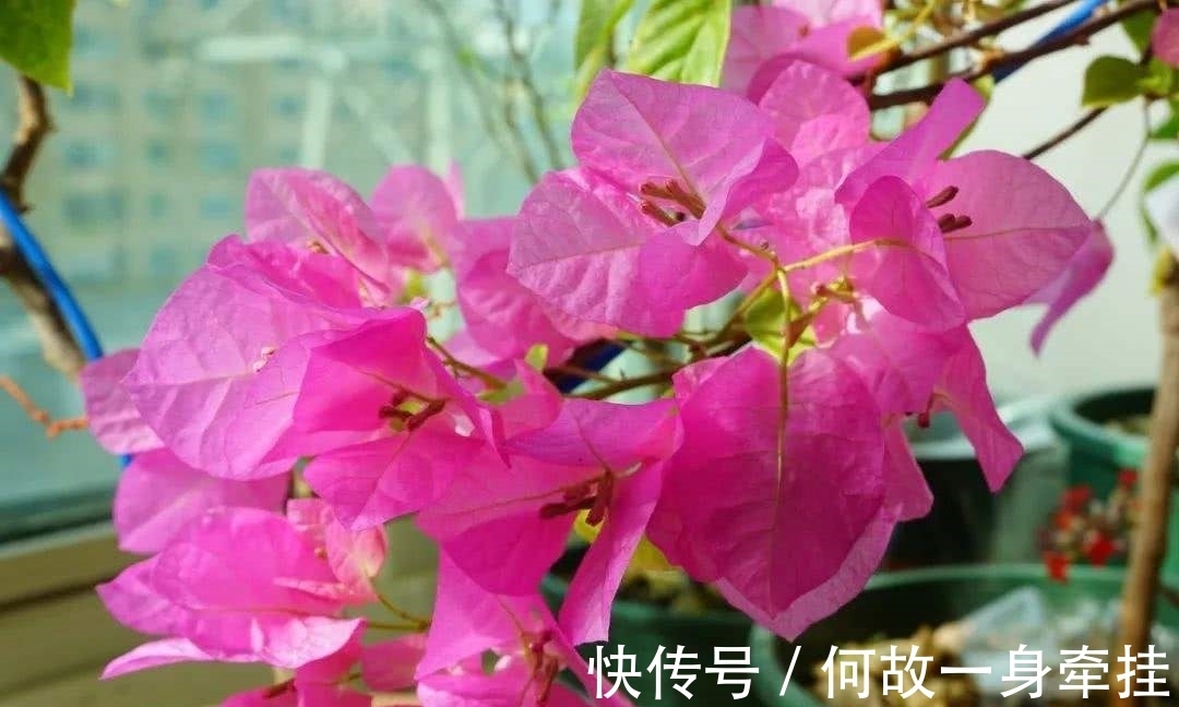 6种漂亮花“不吉利”,讲究人一般不养,但是太漂亮,看着就喜欢