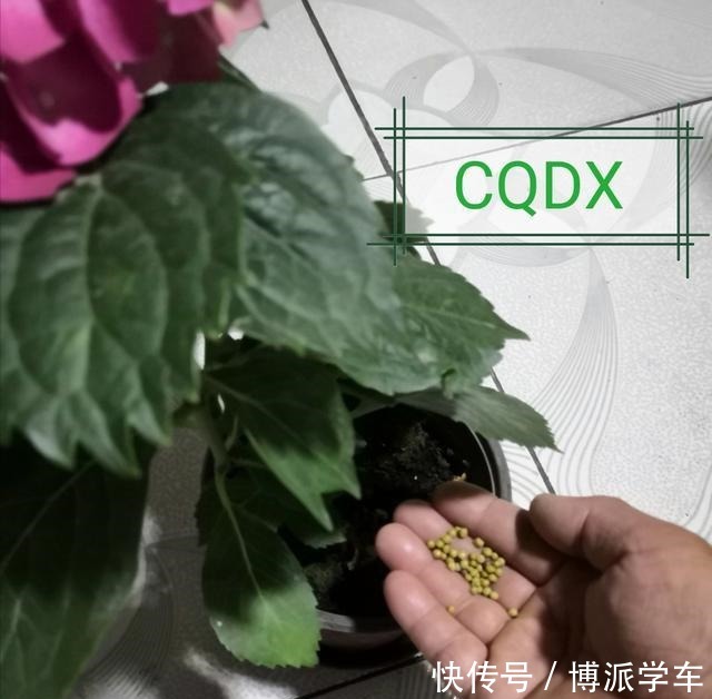 磷酸二氢钾在花卉施肥中是“有讲究的”,别乱施,您了解多少呢