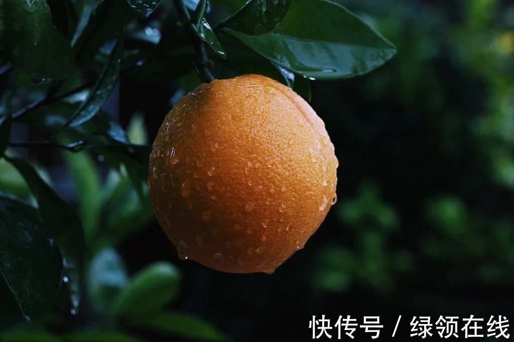 残菊|寒夜，露成霜