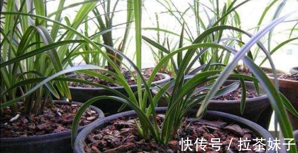 养花小技巧,花盆下面垫5种“东西”,可避免出现烂根黄叶