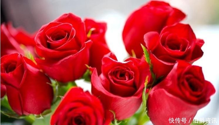 花友|喜欢菊花,不如养盆“精品玫瑰”卡罗拉,红艳似火,高雅美艳