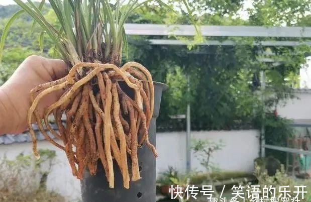 兰友随手浇一浇，兰花烂根不开花，3个坏习惯一定得改