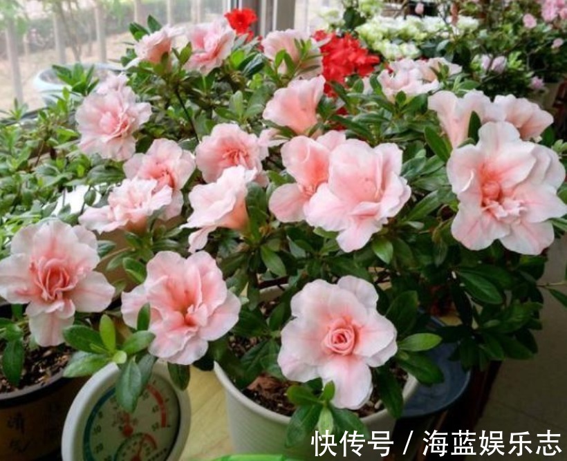 养花|家里3种垃圾“不要丢”用来养花，透气营养长得旺，养啥都爆盆