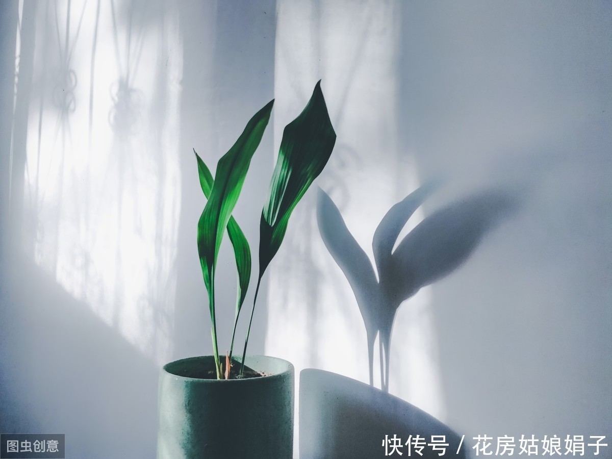 巴西|这6种花,30天不浇水也没事,只需要有散射光,就能活的很好