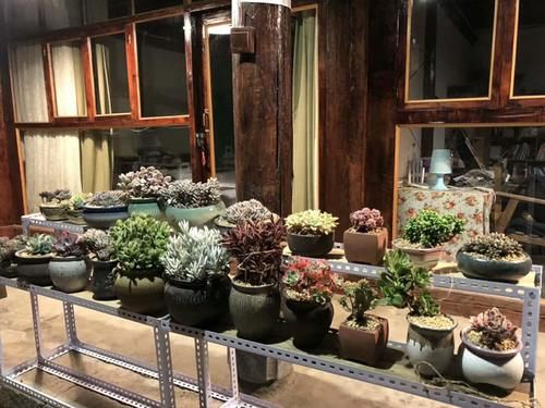打工人养多肉:大城市找出租房,美女随身携带数百盆多肉,难断舍
