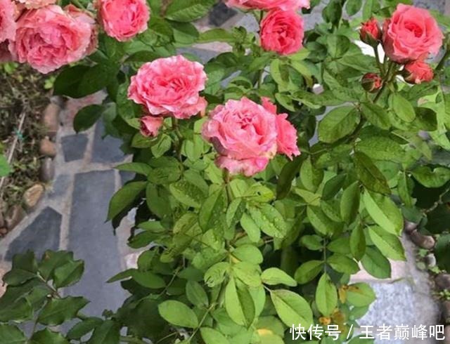 为何扦插月季，总成活不了这里送你一套“攻略”，栽种就靠它了！