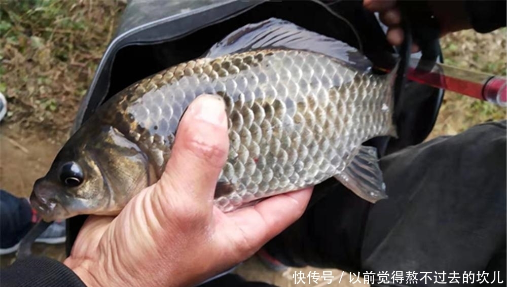 春钓大板鲫，饵料使用蚕豆粉就很好，这可是钓鲫鱼的“素饵之王”