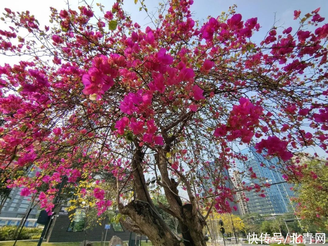 满城繁花一路相伴！邕城的春天太！美！了