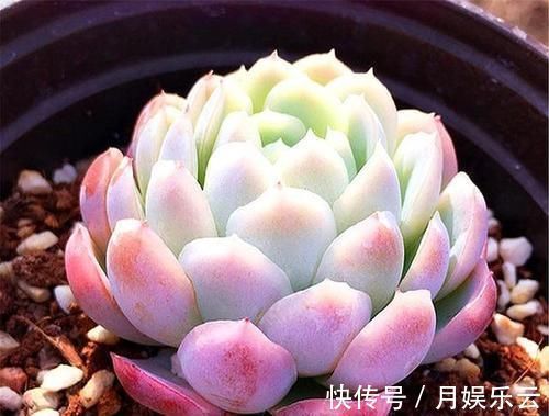 冬天养多肉,做好3件事,叶片厚实胖嘟嘟,安全过冬长爆盆!