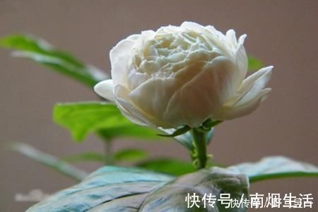 虎头茉莉|此花“人间第一香”,沾土就活,一开花就是150天,快试试吧