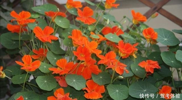 家里养2种花，可以常年开花，美观又漂亮！