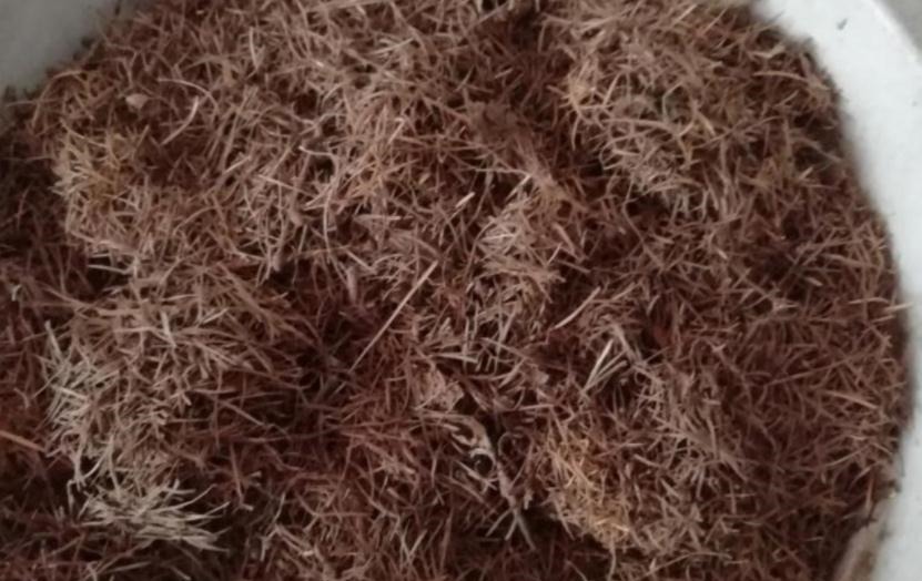 发酵|养花“法宝”松针该怎么用?单独使,加工后用,谨记这些准没错