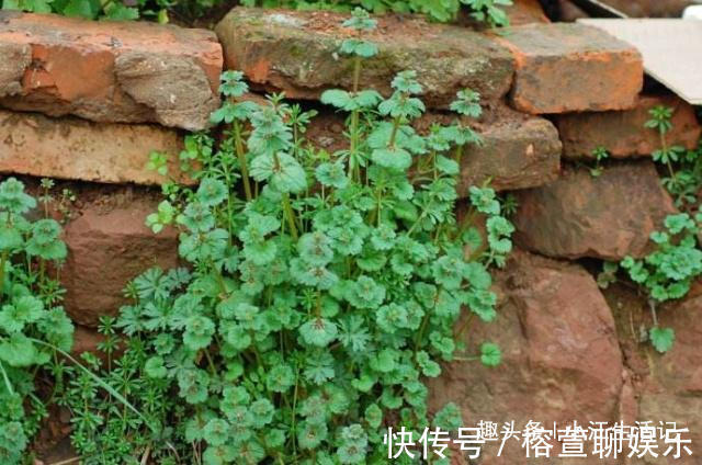 接骨莲|农村一种草,被人当野草,却能治筋骨疼痛,是名贵的“接骨莲”