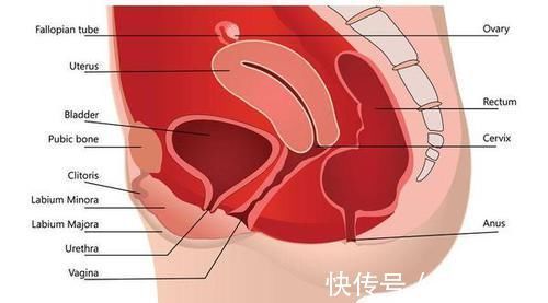 蓮藕蓮藕|一旦患上子宮肌瘤，堅持“4吃、2不吃”，肌瘤或許能慢慢“消失”