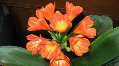 小苗|天暖以后，适合繁殖君子兰，学会3招，90天变成君子兰大户