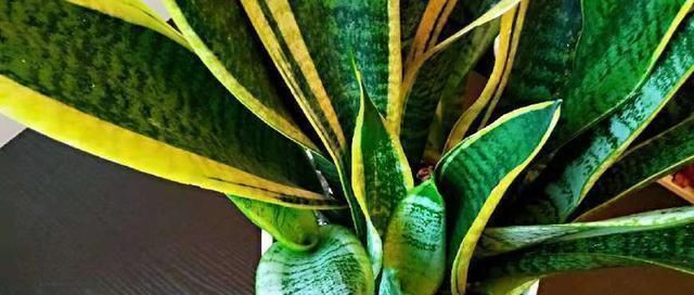 扦插|把虎皮兰的叶子这样剪一下,一盆能变好几盆