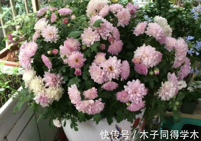 夏日|夏日贪凉，喝冷饮不如养盆花中隐士菊花，心静自然凉