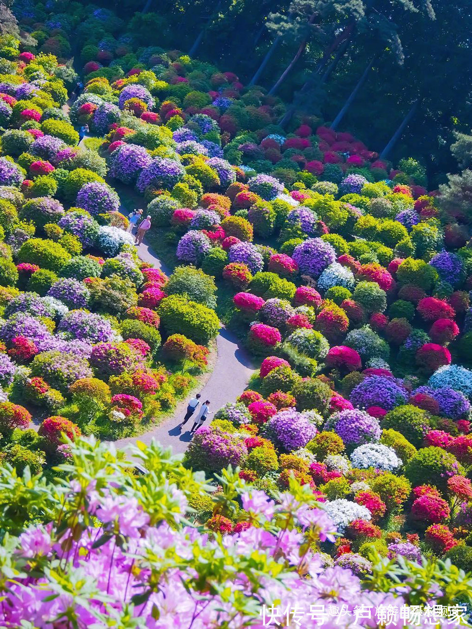 青梅市|日本的奇葩寺庙！寺庙里不烧香却种满了中国名花四季久开不败！