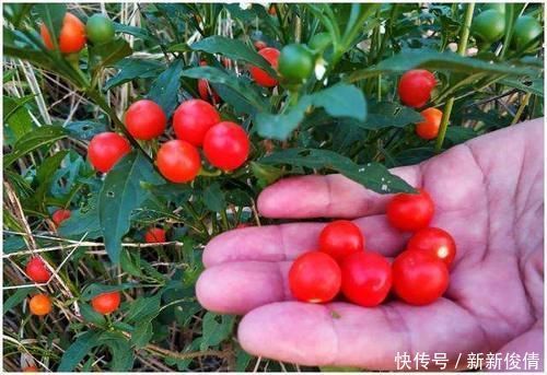 路边有一种“野果子”,初看不起眼,盆栽起来“赏果”上百天