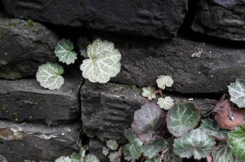  虎耳草|1种耐阴盆栽，俗称“虎耳草”，适合养在室内，来看怎么养