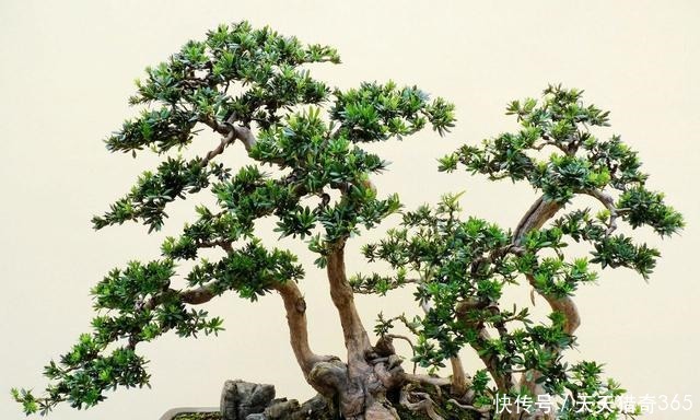 都说这种树很贵!其实剪根“枝条”,埋土里就能长,不用花钱买!