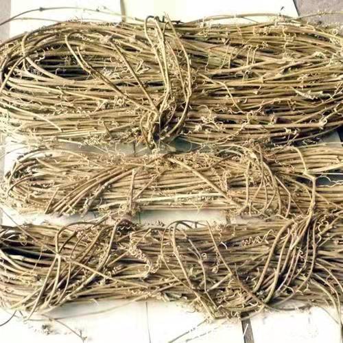 这种野草是寄生植物，藤条满山爬，价值珍贵作用多，人称黄丝藤