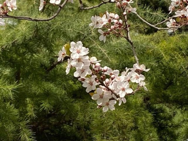 舒卷烟霞自掩映，半山芳菲绕窗棂 ——开元邀你来赏花（一）