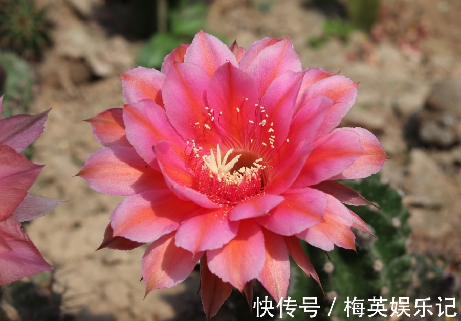 仙人球夏季为什么不开花?看看3点,彻底做对了,才能开花不停