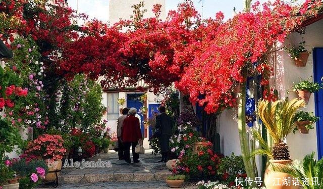 不一样的“庭院花园”，花草都上了墙