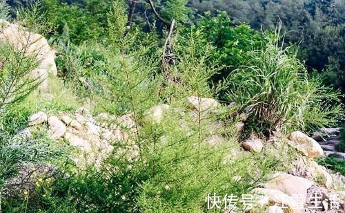 野菜|城里卖得比肉贵,人称“草中之王”,现在吃正当季,别错过