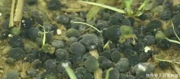 稻田里面|“藏”在稻田里的4种美味,不是只有稻花鱼,全吃过的,才算吃货